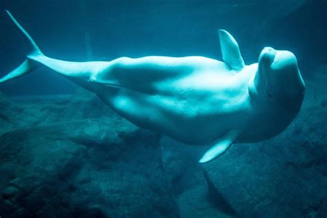 Do Beluga Whales Have Knees? The Surprising Truth About Their Legs ...