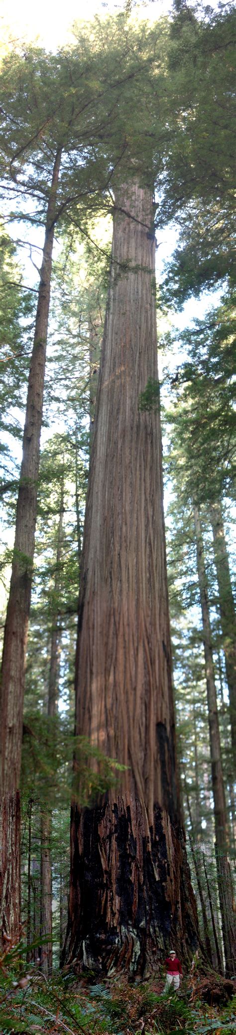 Redwood Books. Suggested Forest Reading. Redwood Climbing.