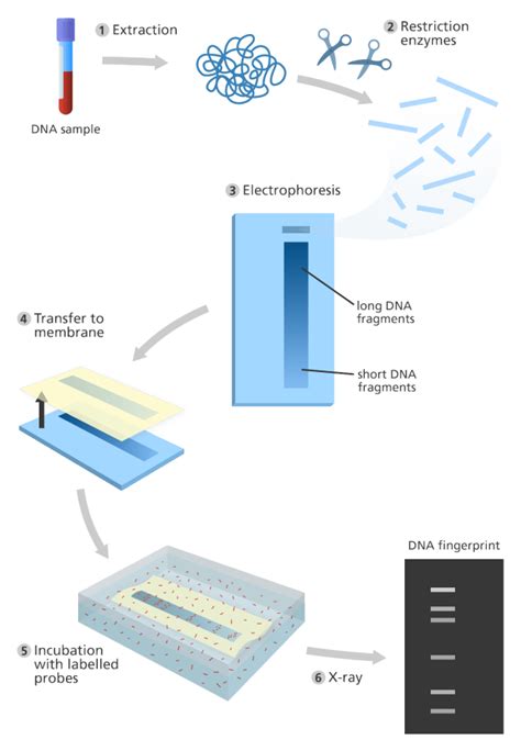 DNA Fingerprinting And Its Applications | Science Vision