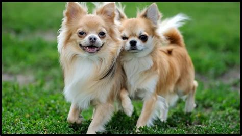 Amazingly Adorable Large Long Haired Chihuahua – Is This the Dog You've ...