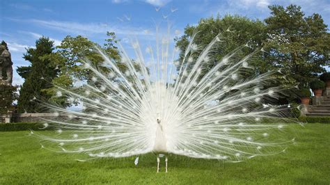 White Peacock Wallpapers - Top Free White Peacock Backgrounds ...