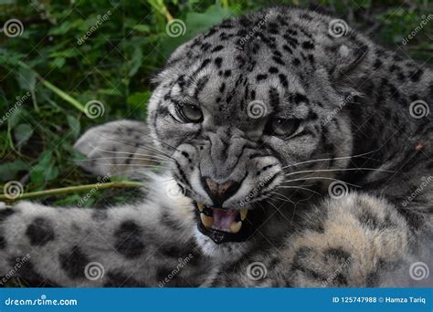 Angry Snow Leopard Roaring Strike Stock Photo - Image of counter, leopard: 125747988