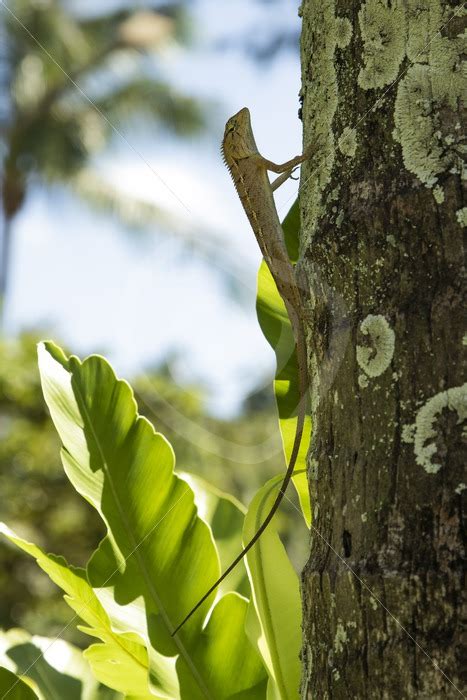 Female Oriental garden lizard in a tree - Nature Stock Photo Agency