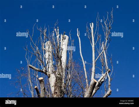 Birch cut hi-res stock photography and images - Alamy