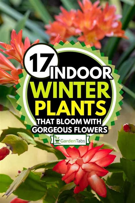 17 Indoor Winter Plants That Bloom With Gorgeous Flowers