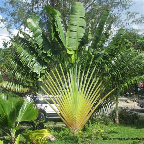 Pohon Pisang Hias Karibay Bibit Pisang Merah/ungu - Macam Macam Pohon