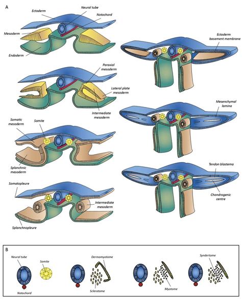 Lateral Plate Mesoderm