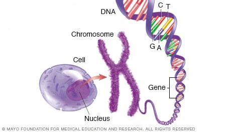 Chromosomes Genes And Dna Diagram