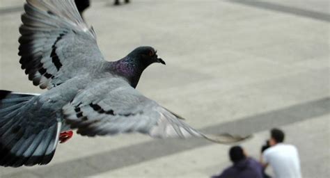 The Pigeon Nest: Pigeon Nesting Habits And Behaviors - Daily Birder