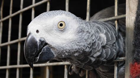 Swearing parrots removed from UK park after learning bad habbit - NZ Herald