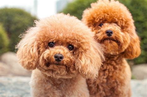 70 Perfect Fluffy Dog Names for Your New Family Member