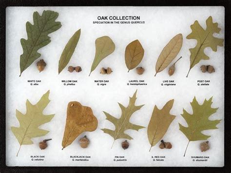 Southern Oak Tree Identification | earth-base