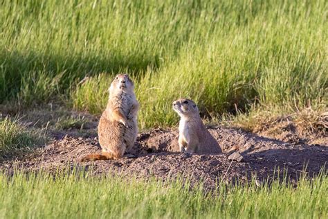 Greycliff Prairie Dog Town State Park | Montana FWP