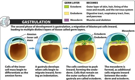 cell biology - What is this part of blastula called and how is endoderm ...