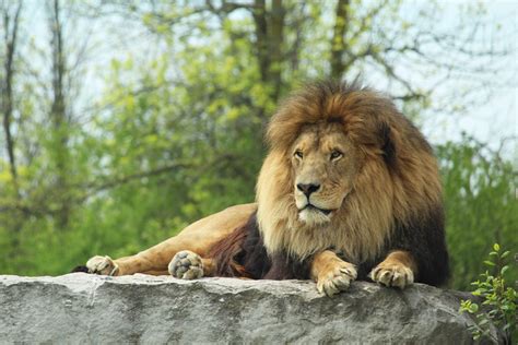 African Lion Safari - Hamilton Halton Brant