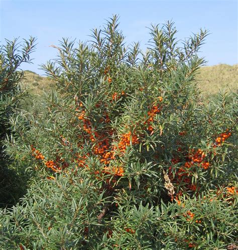 Sea buckthorn | Medicinal Uses, Health Benefits & Nutrition | Britannica