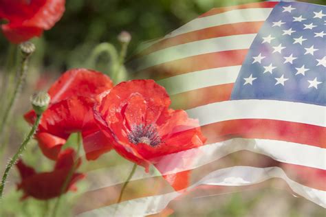 How Did Poppies Become the Symbol of Veterans Day? - Eastern Floral - Eastern Floral