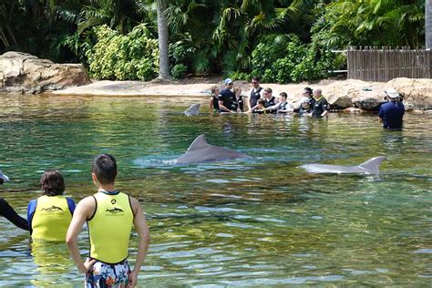 Tad's Rad Discovery Cove Dolphin Swim Experience & FAQ