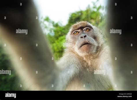 Monkey selfie hi-res stock photography and images - Alamy