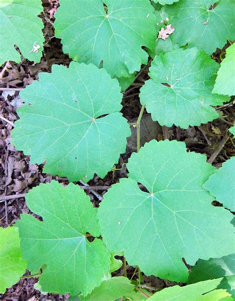 Pickled Grape Leaves - How to Preserve Grape Leaves | Hank Shaw