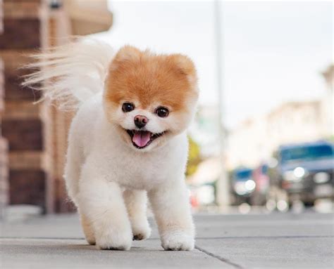 8 Cutest and Most Hilarious Dog Haircuts for Your Inspiration