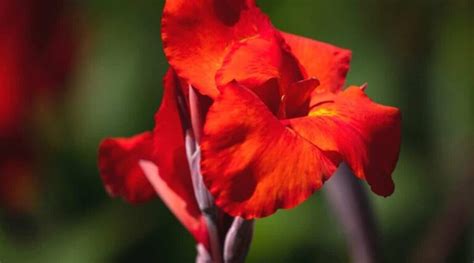 Everything about the Canna Lily plant - Plant Propagation