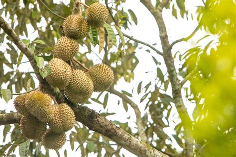 Bagaimana Cara Mencangkok Durian? Ini Penjelasannya