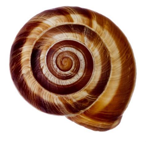 Spiral, snail shell Snail Art, Snail Shell, Sea Snail, Inner Ear, Simple Minds, Spiral Shape ...