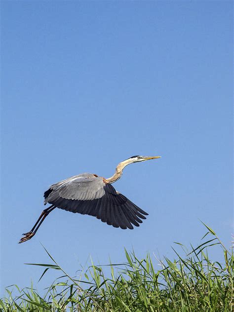 Great Blue Heron Flying Photograph by Sally Weigand