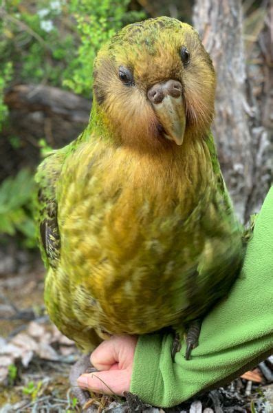 Kakapow! Rare world's fattest parrot has record breeding season | Funny ...