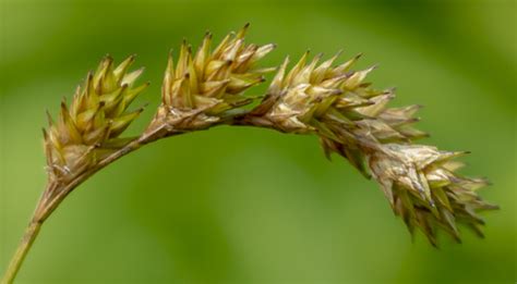 True Sedges (Genus Carex) · iNaturalist