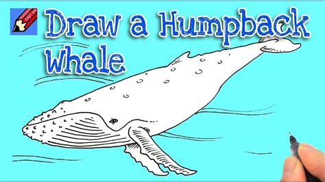 How To Draw A Humpback Whale