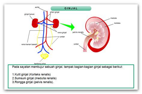 SISTEM EKSKRESI (GINJAL DAN PROSES PEMBENTUKAN URINE)