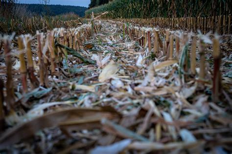 Download free photo of Cornfield, corn, harvested, harvest, corn harvest - from needpix.com