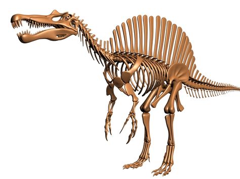 dinosaur skeleton spinosaurus dino 3d model