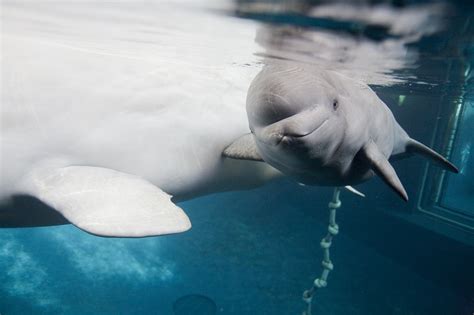 Beluga Whale Facts, Habitat, Sounds, Diet, Baby, Videos, Pictures