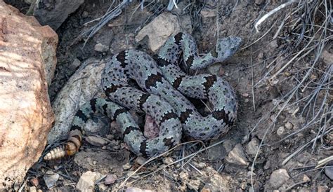 venomous snake removal near me - Rolf Rau