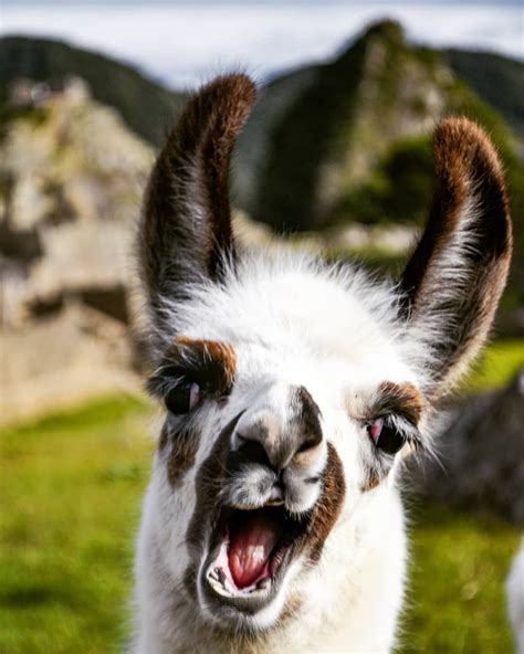 Animals That Look Like Llamas