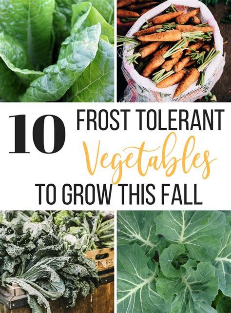 10 Frost Tolerant Vegetables To Grow In Fall | Growing vegetables, Organic vegetable garden ...