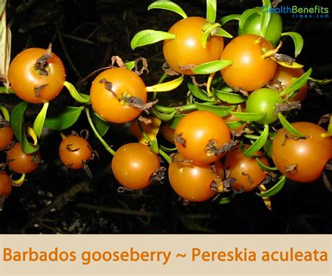 Barbados gooseberry facts and health benefits