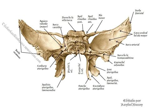 Hueso Esfenoides. | Anatomía del esqueleto humano, Hueso esfenoides, Huesos del craneo