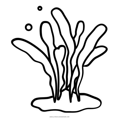 Kelp Drawing | Free download on ClipArtMag