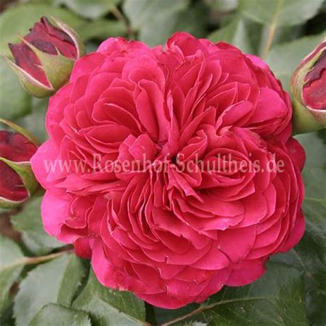 Red Leonardo da Vinci® - Rosen online kaufen im Rosenhof Schultheis ...