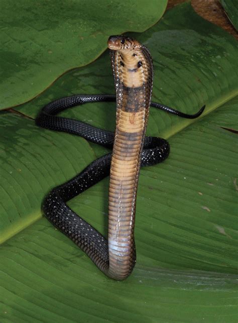 Cobra Snakes Of The Congo - Reptiles Magazine