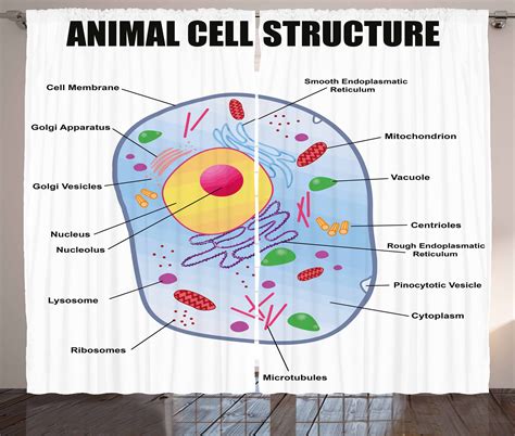 Educational Curtains 2 Panels Set, Microbiology Theme Animal Cell ...