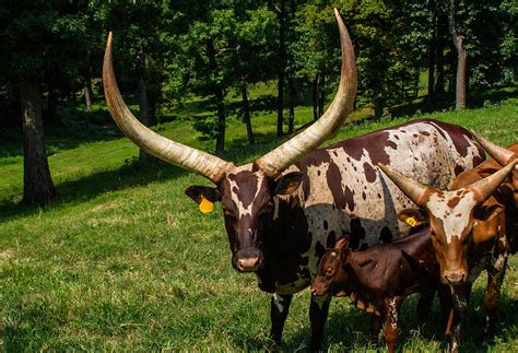 Ankole-watusi Cattle Breed 2 Photograph by Douglas Barnett