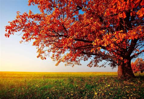 Autumn Trees Desktop Wallpapers - Top Free Autumn Trees Desktop Backgrounds - WallpaperAccess