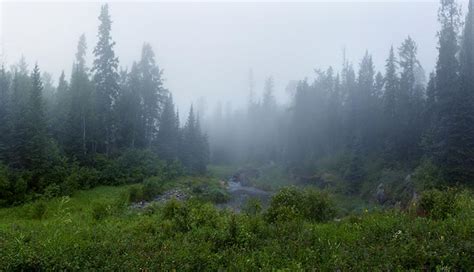 The Boreal Forest: Our Secret Weapon to Fight Climate Change – Your Connection to Wildlife