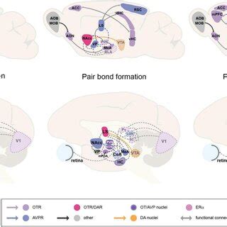 Proposed neural circuits of monogamous behavior in the prairie vole and ...