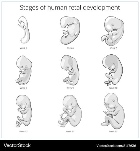 Stages of human fetal development schematic Vector Image